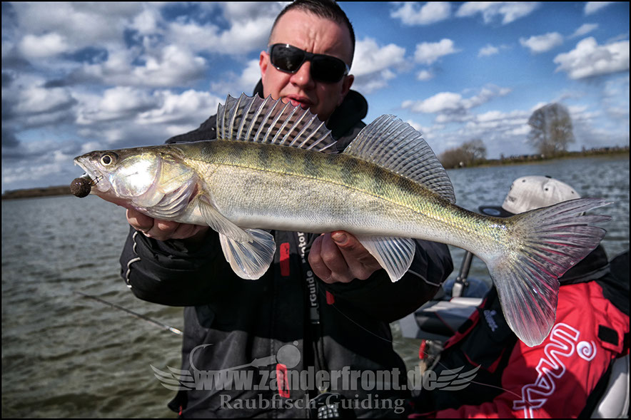 vertikal angeln auf zander