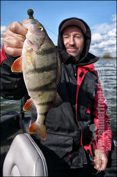 vertikal angeln auf zander