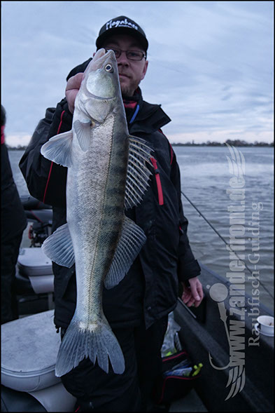 vertikal angeln auf zander