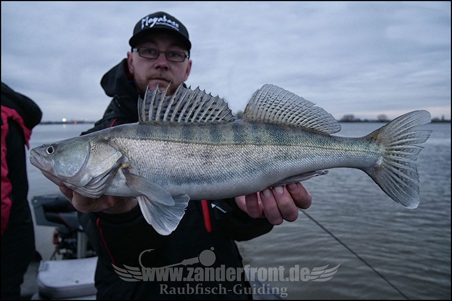 vertikal angeln auf zander