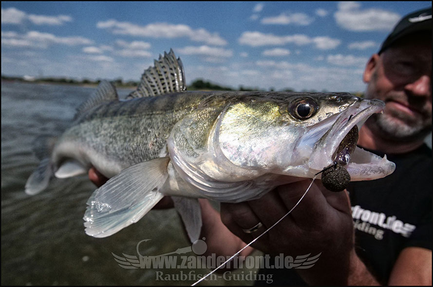 Natural Jigs