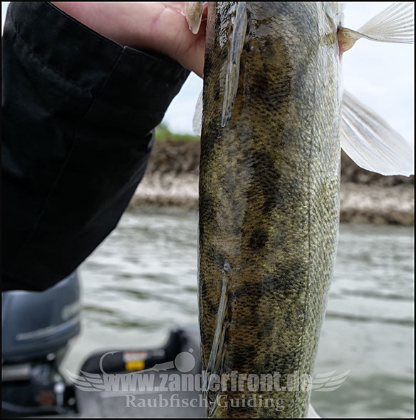 Natural Jigs