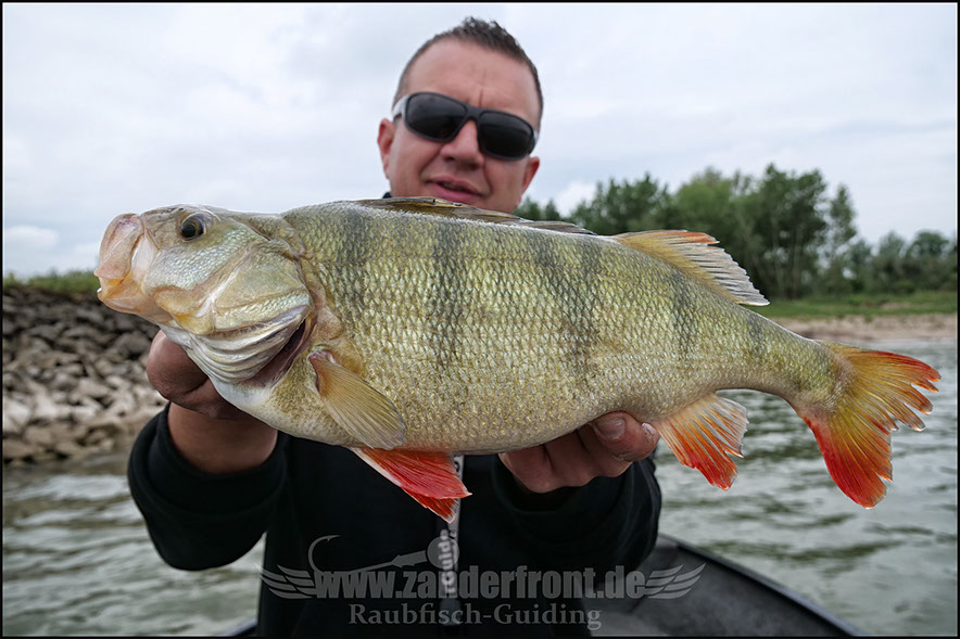 Natural Jigs