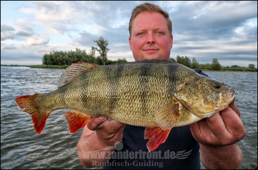 Barsch guiding