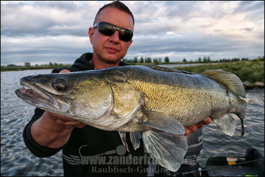 Jiggen auf Zander