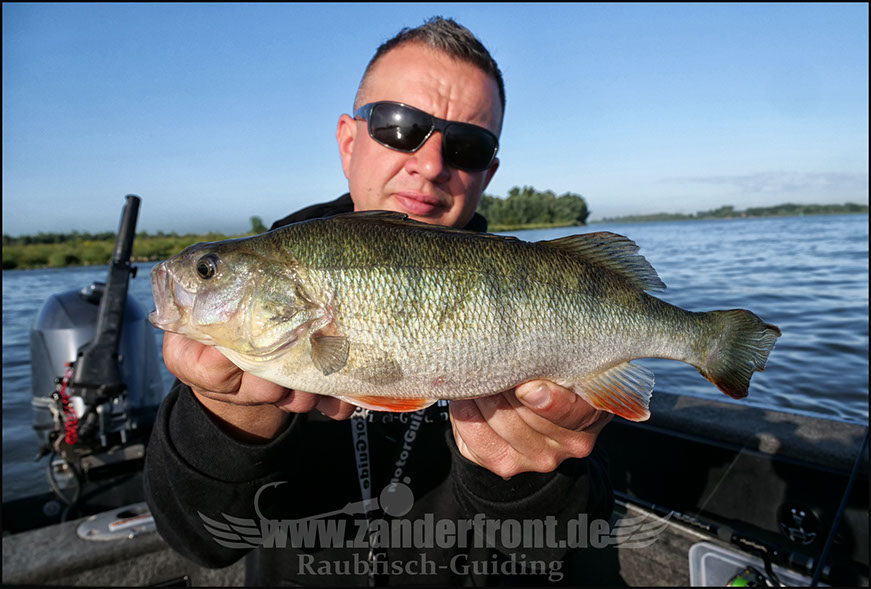 vertikal angeln auf zander