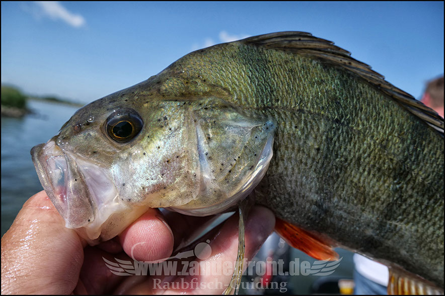 vertikal angeln auf zander