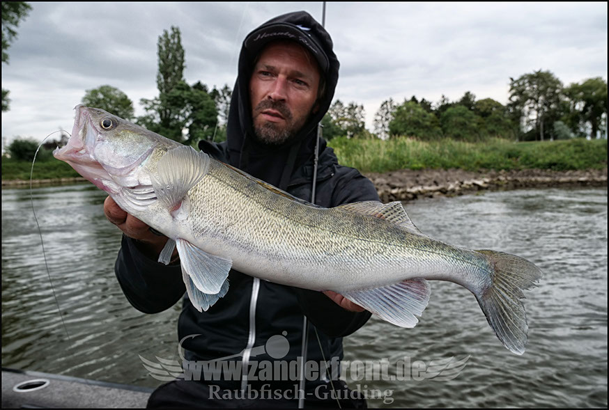 vertikal angeln auf zander