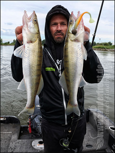vertikal angeln auf zander