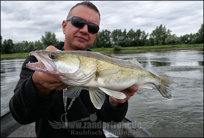 vertikal angeln auf zander