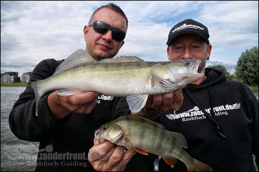 vertikal angeln auf zander