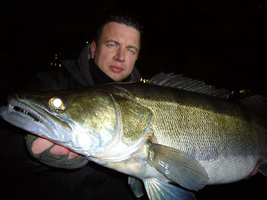 kapitale winter zander im Hafen 