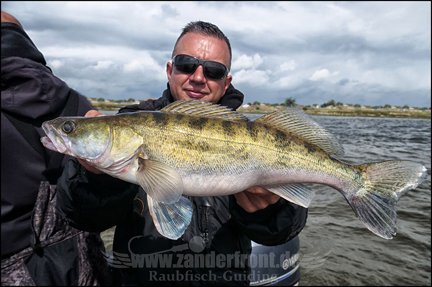 zander pro shad
