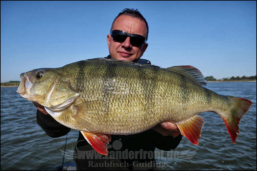 raubfischguiding
